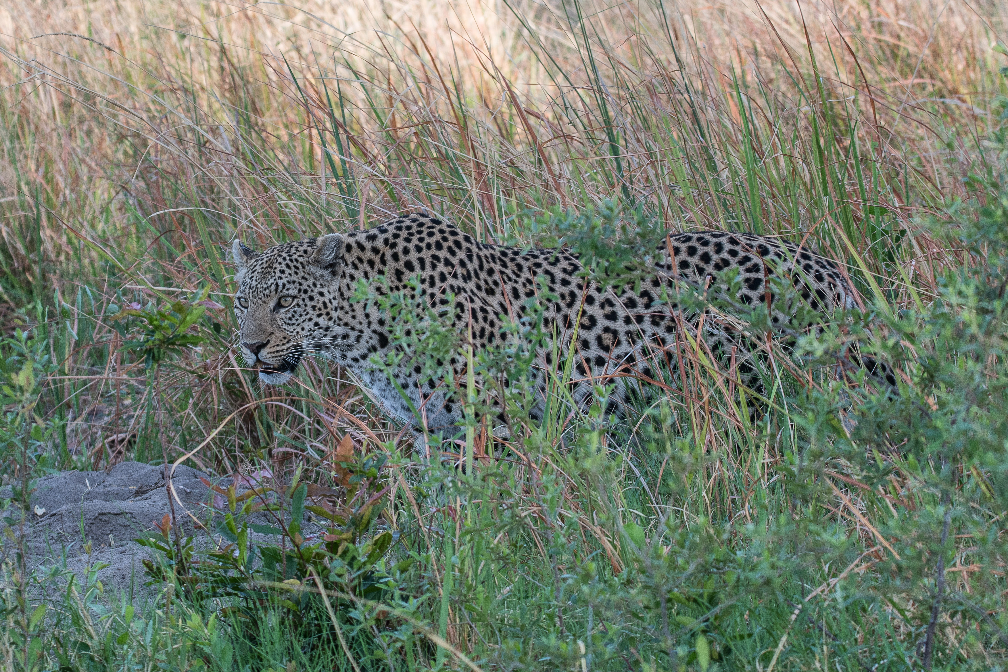 Léopard (Leopard, Panthera pardus), femelle d'environ 4 ans déambulant prés d'un marigot , Shinde, delta de l'Okavango, Botswana.-